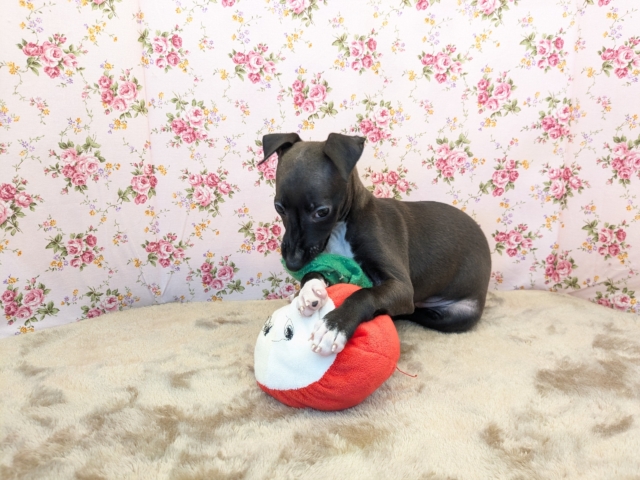 イタリアングレーハウンド