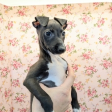 素早さ３倍速💨✨　イタリアングレーハウンドの女のコ　2026/1/18撮影