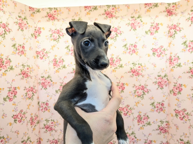 素早さ３倍速💨✨　イタリアングレーハウンドの女のコ　2026/1/18撮影