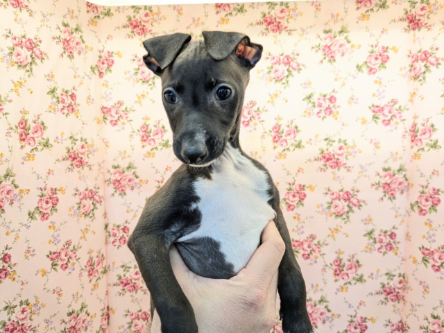 イタリアングレーハウンド