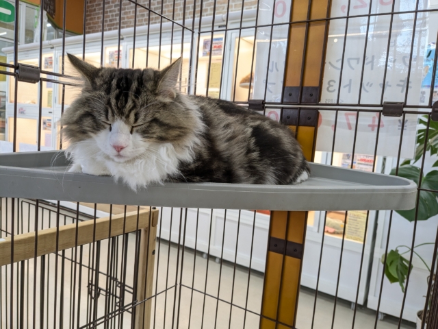 最新画像更新!!お手本のような THE ノルくん☆ ノルウェージャンフォレストキャットの男のコ 2026/1/20撮影 ノルウェージャンフォレストキャット