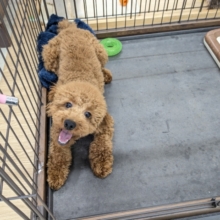 最新画像更新！！もこもこガール💕　トイプードルの女のコ　2026/1/20撮影