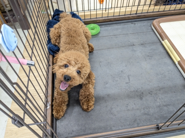 最新画像更新！！もこもこガール💕　トイプードルの女のコ　2026/1/20撮影