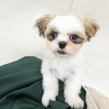 最新画像更新！！ミニミニサイズ💕　シーズーの女のコ　2026/1/20撮影