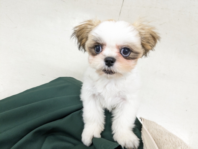 最新画像更新！！ミニミニサイズ💕　シーズーの女のコ　2026/1/20撮影