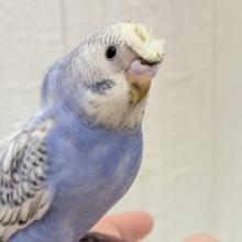 最新画像あります！ぴょんぴょん癖っ羽のオシャレさん😆💘羽衣❓セキセイインコやって来た！！