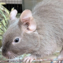 最新画像有ります‼️元気いっぱいなヤンチャガール💕甘々チョコレートカラーのデグー🍫