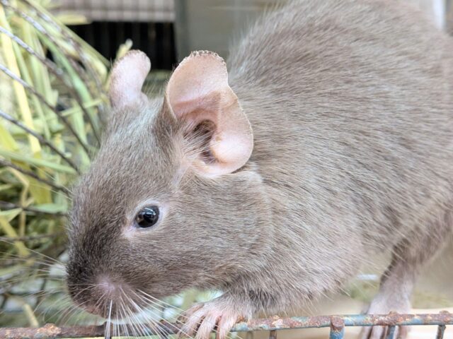 最新画像有ります‼️元気いっぱいなヤンチャガール💕甘々チョコレートカラーのデグー🍫