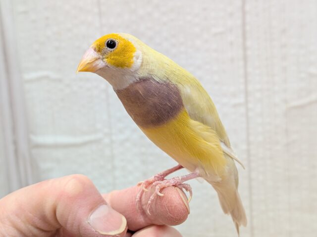 最新画像あります！ずんだシェイクみたいな美味しそうなカラー💚コキン鳥ヒナさん