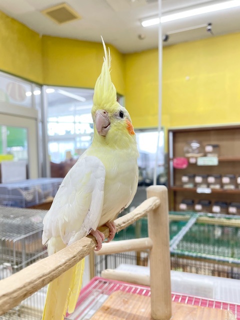 オカメインコ