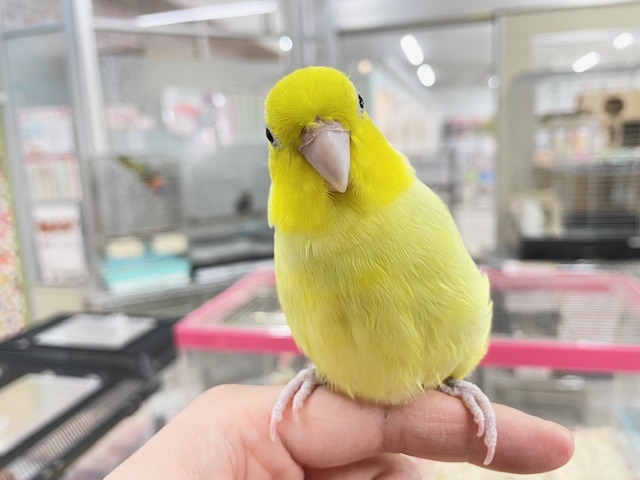 手乗りできます☆　アメリカンイエローのマメちゃん✨✨✨