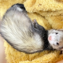 食欲より睡眠欲☆　マーシャルフェレット（スターリングセーブル）