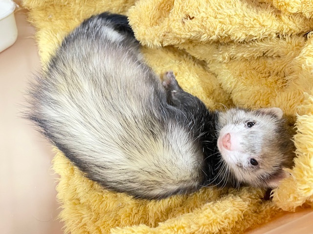 食欲より睡眠欲☆ マーシャルフェレット(スターリングセーブル) フェレット