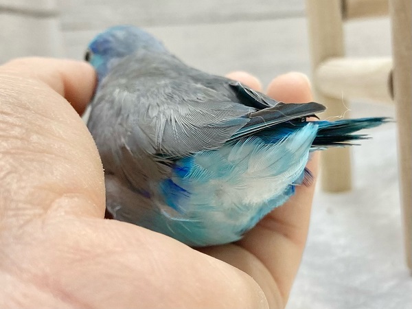 最新画像!ブルーの小さい人気者💙🎶 マメルリハ(ブルー) 男の子 マメルリハ