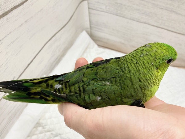 サザナミインコ