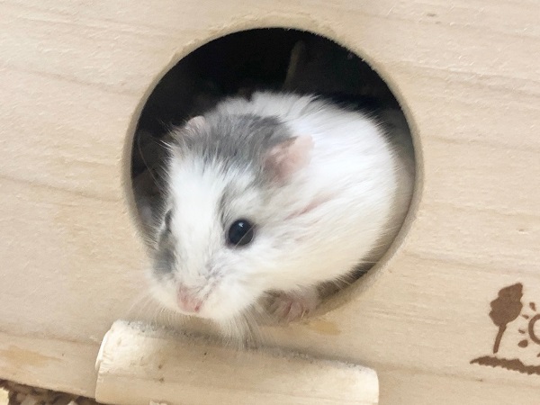 最新画像!ロボロフスキーハムスター(ブルーパイド) マイペースな女の子です♪ 最新画像!ロボロフスキーハムスター(ブルーパイド) マイペースな女の子です♪