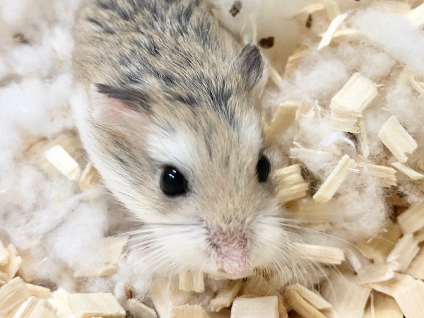 ロボロフスキーハムスター