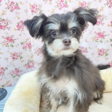 そっとそばに寄り添ってくれます💗　ハーフ犬（チワワ×トイプードル）の女のコ　2026.1/26撮影