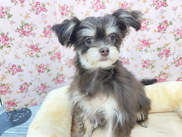 そっとそばに寄り添ってくれます💗　ハーフ犬（チワワ×トイプードル）の女のコ　2026.1/26撮影