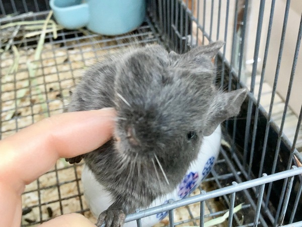 最新画像!デグー(バイオレット) 女の子 カキカキできるようになりました♪ デグー