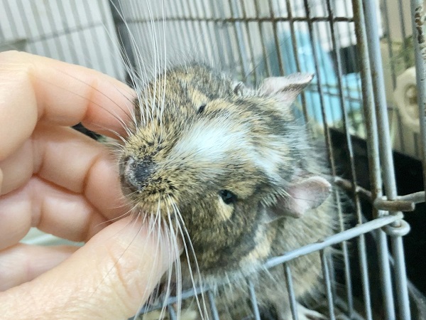 最新画像!デグー(パイド) カキカキ大好き♪BIGボディな男の子! デグー