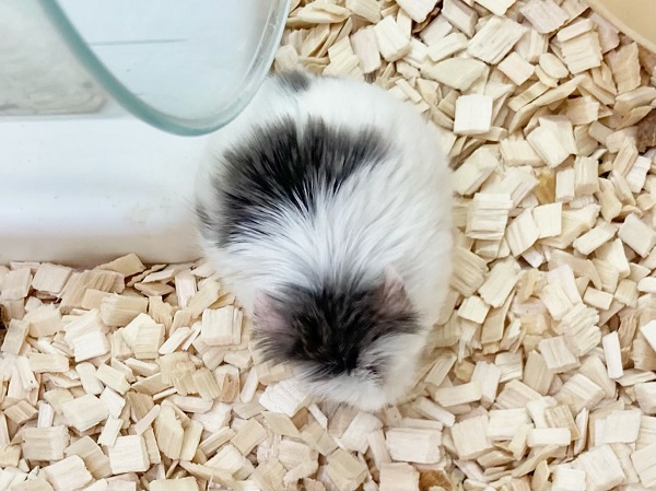 ロボロフスキーハムスター