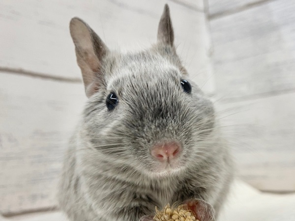 デグー（シルバー）　女の子　ピンクのお鼻がチャームポイント♪レアカラーのデグーさん来ました！