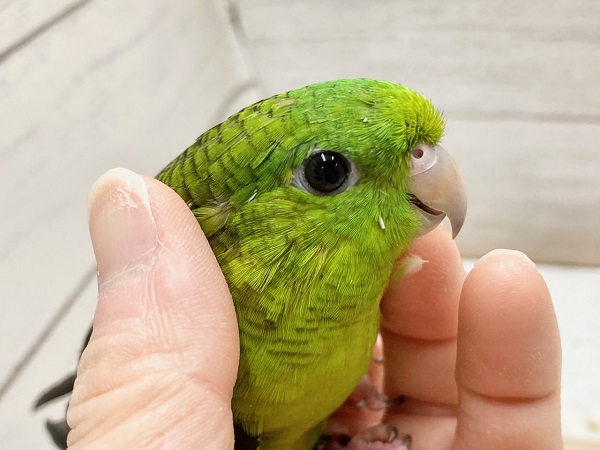 サザナミインコ