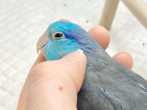 最新画像!ブルーの小さい人気者💙🎶 マメルリハ(ブルー) 男の子 マメルリハ