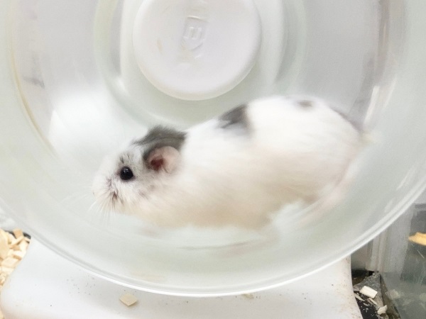 最新画像!ロボロフスキーハムスター(ブルーパイド) マイペースな女の子です♪ ロボロフスキーハムスター