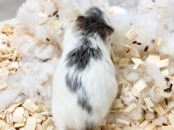 ロボロフスキーハムスター