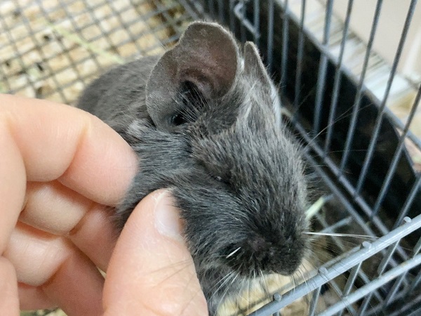 最新画像!デグー(バイオレット) 女の子 カキカキできるようになりました♪ デグー