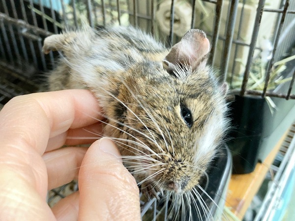 最新画像!デグー(パイド) カキカキ大好き♪BIGボディな男の子! デグー