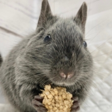 デグー（バイオレット）　女の子　ごはん大好き！ぐいぐい来てくれる子です♪