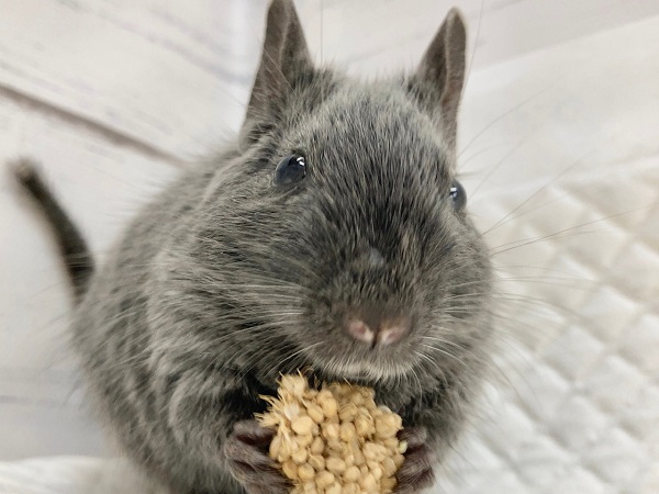 デグー（バイオレット）　女の子　ごはん大好き！ぐいぐい来てくれる子です♪