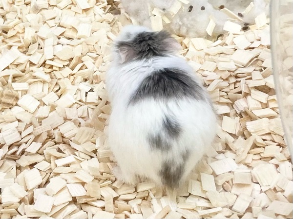 ロボロフスキーハムスター