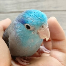 最新画像！ブルーの小さい人気者💙🎶　マメルリハ（ブルー）　男の子