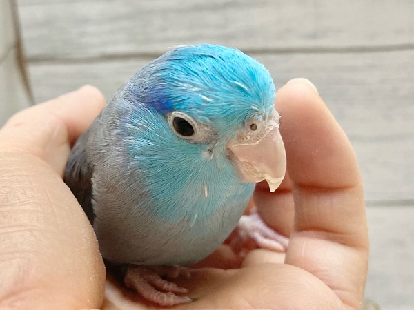 最新画像！ブルーの小さい人気者💙🎶　マメルリハ（ブルー）　男の子