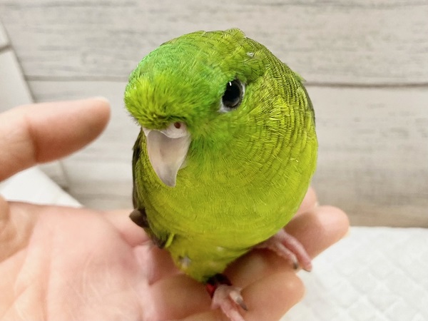 サザナミインコ