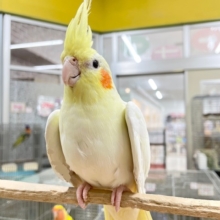 おっとりマイペース🌟🌟　オカメインコ（ルチノー）