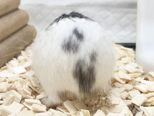 最新画像!ロボロフスキーハムスター(ブルーパイド) マイペースな女の子です♪ ロボロフスキーハムスター