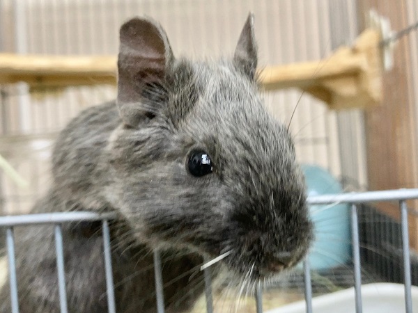 最新画像!デグー(バイオレット) 女の子 カキカキできるようになりました♪ デグー