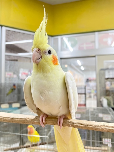 おっとりマイペース🌟🌟　オカメインコ（ルチノー）