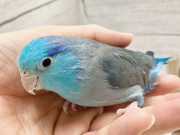 最新画像!ブルーの小さい人気者💙🎶 マメルリハ(ブルー) 男の子 マメルリハ