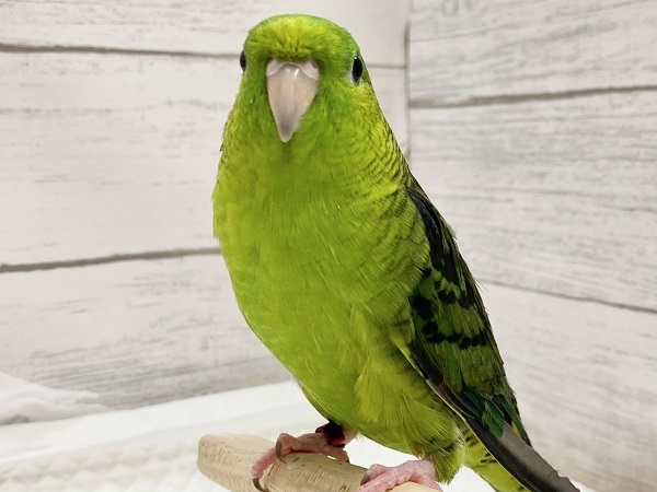 サザナミインコ