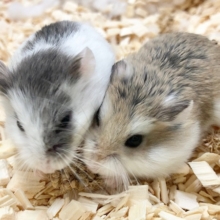 ロボロフスキーハムスター　男の子　元気いっぱいちょこちょこダッシュ！