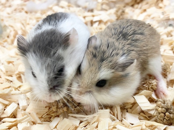 ロボロフスキーハムスター　男の子　元気いっぱいちょこちょこダッシュ！