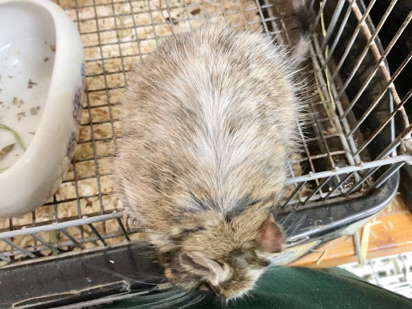 最新画像!デグー(パイド) カキカキ大好き♪BIGボディな男の子! デグー