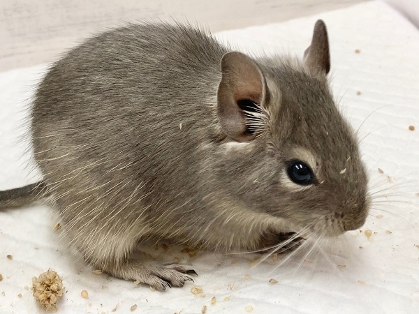 最新画像！デグー（ブルー）　女の子　美麗！きれいなブルーカラーの子が来てくれました！