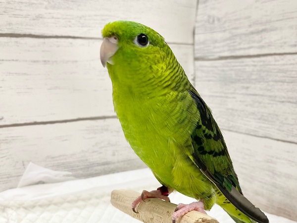 最新画像！サザナミインコ（ノーマル）　男の子　お歌の練習中です♪